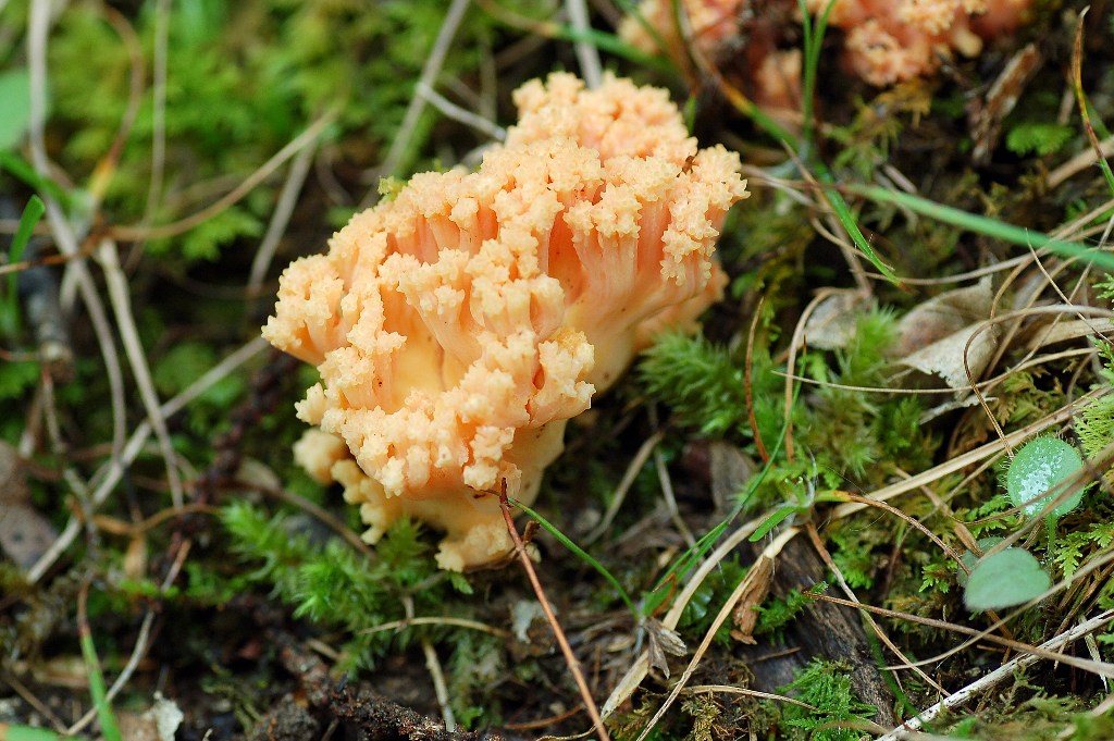 Ramaria formosa del 25 maggio.